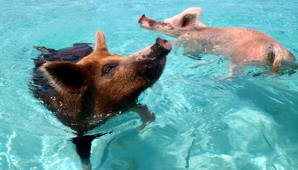 Her ser du griser som bor på øya Pig Beach, ei øy i Bahamas. Disse grisene er mer i vannet enn på land.