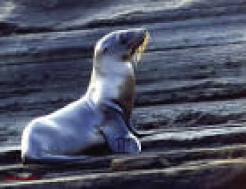 "Sjøløve på Galapagos." "Sjøløve på Galapagos."