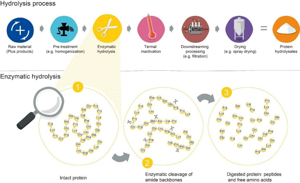 Illustrasjon viser den enzymatiske hydrolyseprosessen. Trinnet Kristoffersen utvikler målemetoder for, er den enzymatiske hydrolysen. Illustrasjon viser den enzymatiske hydrolyseprosessen. Trinnet Kristoffersen utvikler målemetoder for, er den enzymatiske hydrolysen.