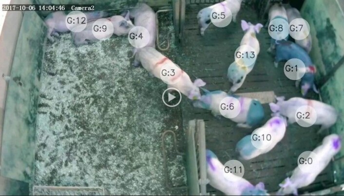 Skjermdump fra video hvor hver gris sin gjøren og laden bli kontinuerlig registrert. Et maskinlæringsprogram registrerer og gjenkjenner slikt som øre- eller halebiting, passivitet, rett eller krøll på halen, slåssing, lek og utforsking. Skjermdump fra video hvor hver gris sin gjøren og laden bli kontinuerlig registrert. Et maskinlæringsprogram registrerer og gjenkjenner slikt som øre- eller halebiting, passivitet, rett eller krøll på halen, slåssing, lek og utforsking.