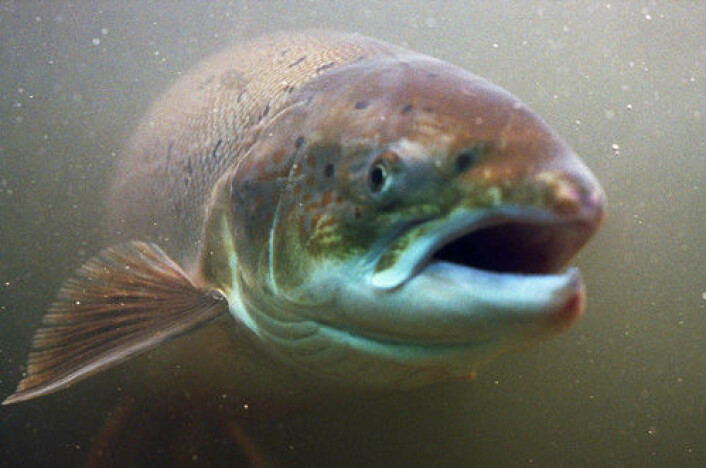Laksens gener er påvirket av rømt oppdrettslaks i seks norske elver, viser ny undersøkelse. (Foto: Colourbox) Laksens gener er påvirket av rømt oppdrettslaks i seks norske elver, viser ny undersøkelse. (Foto: Colourbox)