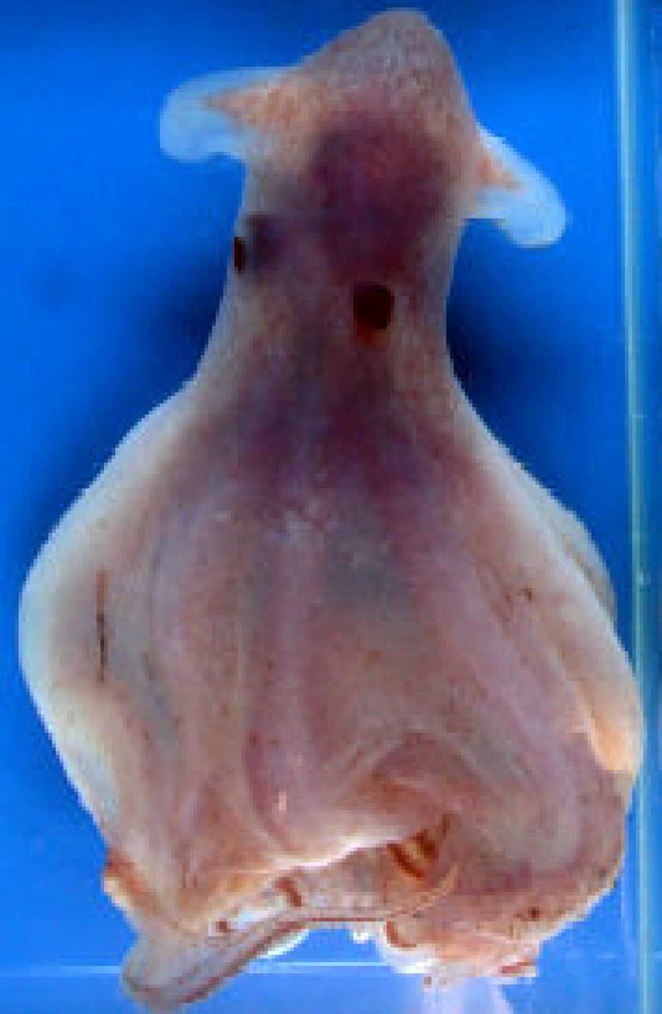 'Mellom 45 og 50 blekksprutarter ble funnet i vannmassene. (Foto: MAR-ECO)'