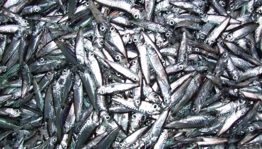 Fisk er styrt av følelser