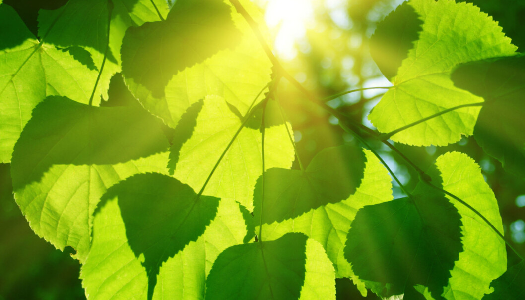 Energien fra solen er så sterk at den burde ødelegge plantenes energiabsorberende proteiner. Det gjør den imidlertid ikke: Plantene bruker et «proteinskjelv» som fordeler energien utover hele proteinet. (Foto: Microstock) Energien fra solen er så sterk at den burde ødelegge plantenes energiabsorberende proteiner. Det gjør den imidlertid ikke: Plantene bruker et «proteinskjelv» som fordeler energien utover hele proteinet. (Foto: Microstock)