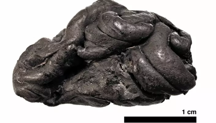 Mørkhudet, blåøyd jente tygde denne tyggisen for 5700 år siden