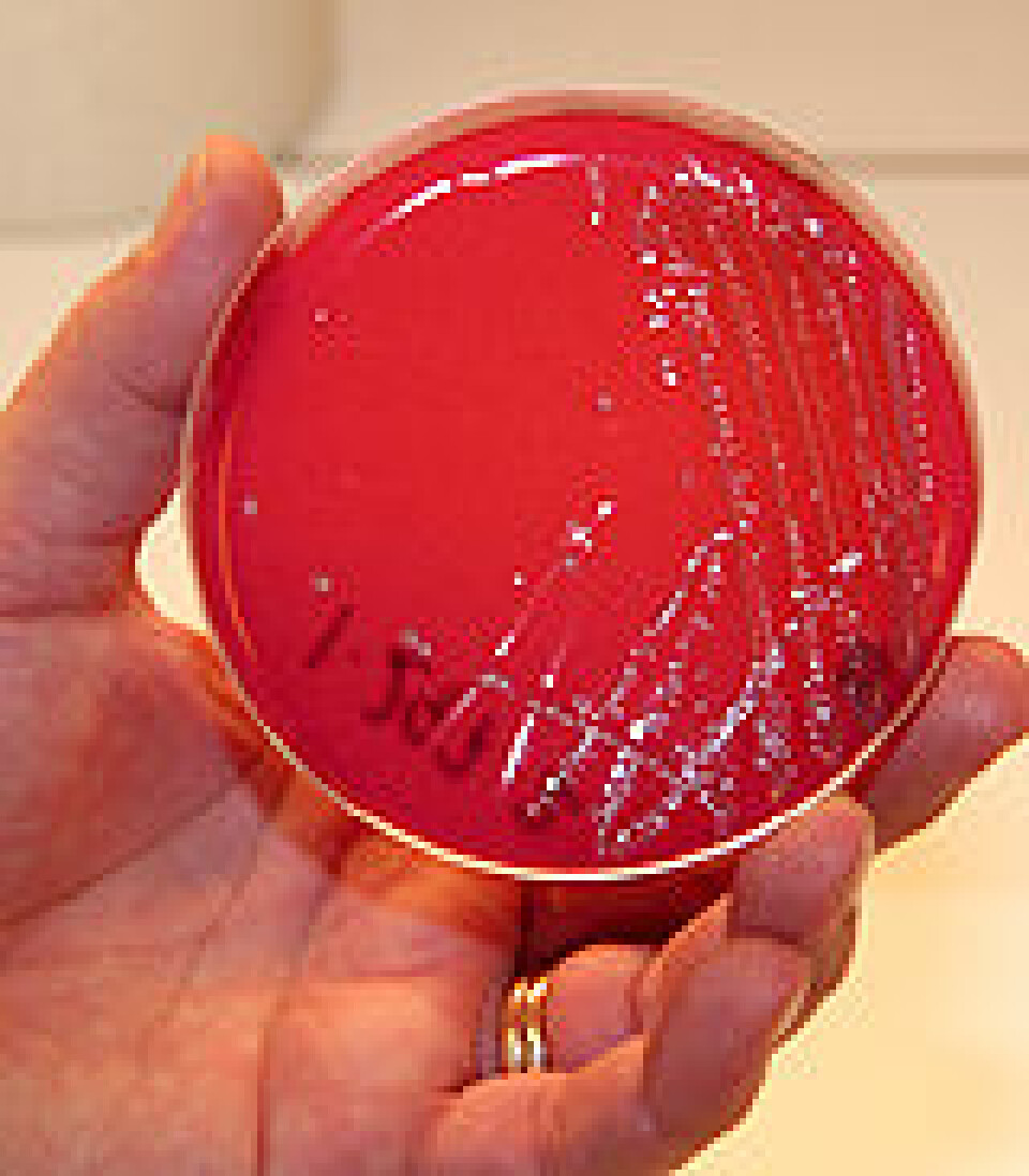 'Dyrking av e.coli på skål med blodgelé. Foto: Espen Aleksander Sjølsvik, Veterinærinstituttet'