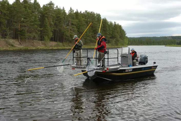 Overingeniør John Gunnar Dokk fra NINA kjører båten mens Frode Næstad og avdelingsingeniør Kåre Sandklev  fra Høgskolen i Hedmark håver fisk. (Foto: NINA)
