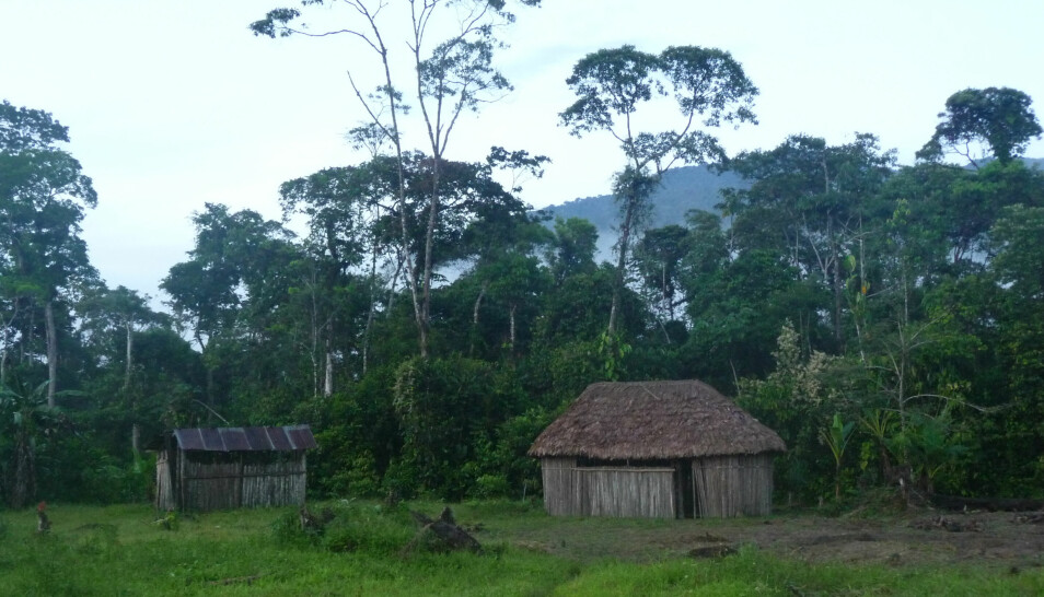 Typisk boplass for Shuarfolket i Equador.