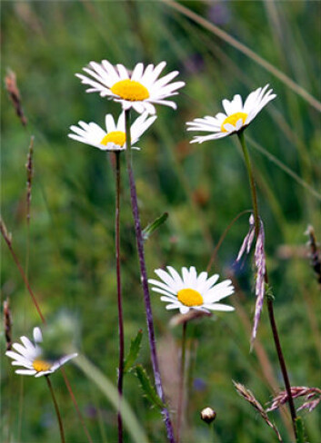 Import av såfrø skjedde trolig allerede på 1700-tallet. Prestekrage er trolig et eksempel på dette. (Foto: Sigrun Skjelstad) Import av såfrø skjedde trolig allerede på 1700-tallet. Prestekrage er trolig et eksempel på dette. (Foto: Sigrun Skjelstad)