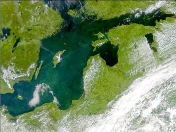 Algeoppblomstring i Østersjøen i juli 2001. (Foto: NASA) Algeoppblomstring i Østersjøen i juli 2001. (Foto: NASA)