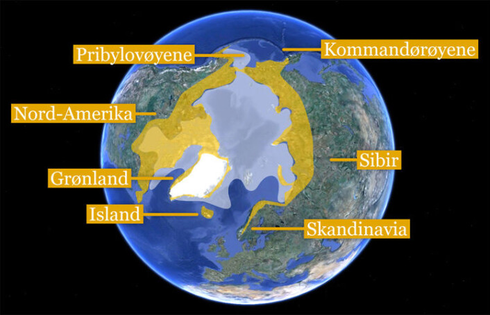 Kartet viser utbredelsen av fjellrev i Arktis (gul farge) og gjennomsnittlig maksimal utbredelse av sjøis i åra 1979-2000 (lyseblå farge). Island, Pribylovøyene og Kommandørøyene har bestander av fjellrev som i dag er isolert av isfritt hav. Basert på Larson et. al 2012. (Foto: (Kart: Google Maps/tilpasset av forskning.no/Per Byhring)) Kartet viser utbredelsen av fjellrev i Arktis (gul farge) og gjennomsnittlig maksimal utbredelse av sjøis i åra 1979-2000 (lyseblå farge). Island, Pribylovøyene og Kommandørøyene har bestander av fjellrev som i dag er isolert av isfritt hav. Basert på Larson et. al 2012. (Foto: (Kart: Google Maps/tilpasset av forskning.no/Per Byhring))