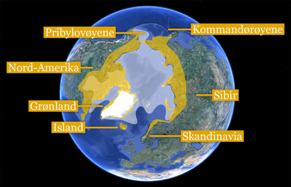Kartet viser utbredelsen av fjellrev i Arktis (gul farge) og gjennomsnittlig maksimal utbredelse av sjøis i åra 1979-2000 (lyseblå farge). Island, Pribylovøyene og Kommandørøyene har bestander av fjellrev som i dag er isolert av isfritt hav. Basert på Larson et. al 2012. (Foto: (Kart: Google Maps/tilpasset av forskning.no/Per Byhring))