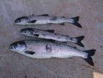 Fisk med infeksiøs pancreasnekrose (IPN). (Foto: Bård Skjelstad) Fisk med infeksiøs pancreasnekrose (IPN). (Foto: Bård Skjelstad)
