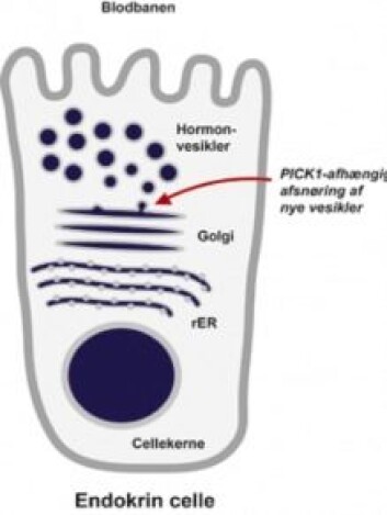 Figur 2: En endokrin celle i bukspyttkjertelen. Slik ser en hormonproduserende fabrikk ut. (Foto: (Kilde: Det Sundhedsvidenskabelige Fakultet, Københavns Universitet)) Figur 2: En endokrin celle i bukspyttkjertelen. Slik ser en hormonproduserende fabrikk ut. (Foto: (Kilde: Det Sundhedsvidenskabelige Fakultet, Københavns Universitet))