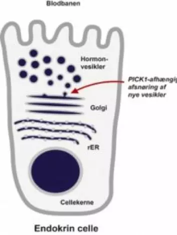 Figur 2: En endokrin celle i bukspyttkjertelen. Slik ser en hormonproduserende fabrikk ut. (Foto: (Kilde: Det Sundhedsvidenskabelige Fakultet, Københavns Universitet))