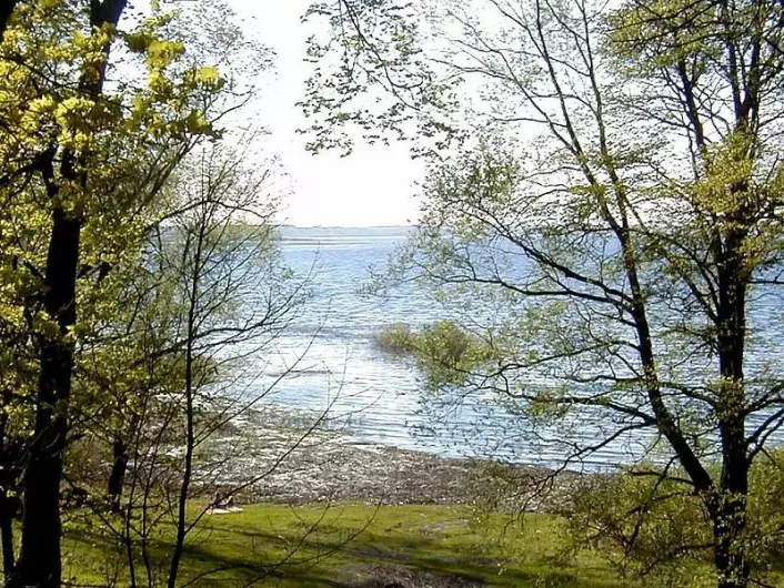 Innsjøen Burtnieks nord i Latvia. Det er ved bredden av denne innsjøen funnene ble gjort. (Foto: Jānis Sedols)