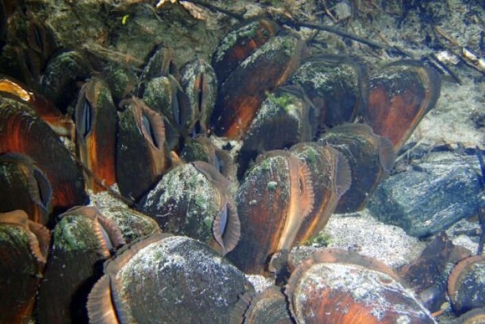 Slik ser levende elvemusling ut når de lever på elvebunnen. Foto: Paul Eric Aspholm, Bioforsk Slik ser levende elvemusling ut når de lever på elvebunnen. Foto: Paul Eric Aspholm, Bioforsk