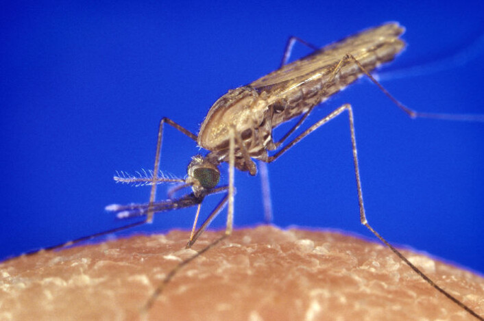 Denne myggarten, Anopheles gambiae, står for storparten av malariasmitten i Afrika. Så langt har forsøkene med plankton mot denne myggen vist blandede resultater. (Foto: James Gathany, Centers for Disease Control and Prevention) Denne myggarten, Anopheles gambiae, står for storparten av malariasmitten i Afrika. Så langt har forsøkene med plankton mot denne myggen vist blandede resultater. (Foto: James Gathany, Centers for Disease Control and Prevention)