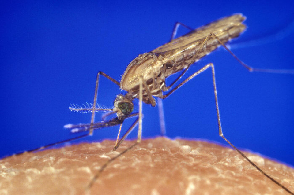 Denne myggarten, Anopheles gambiae, står for storparten av malariasmitten i Afrika. Så langt har forsøkene med plankton mot denne myggen vist blandede resultater. (Foto: James Gathany, Centers for Disease Control and Prevention)