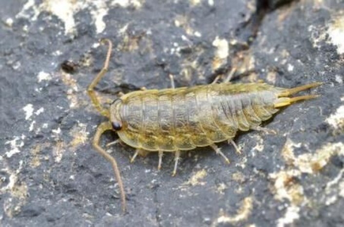 Strandskrukketroll (Ligia oceanica). (Foto: Gilles san Martin) Strandskrukketroll (Ligia oceanica). (Foto: Gilles san Martin)