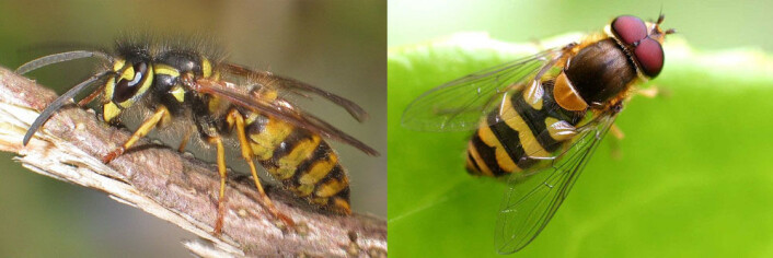Vanlig veps (Vespula vulgaris) til venstre og blomsterflua Syrphus ribesii som etterligner vepsen. (Foto: Holger Gröschl (veps) og Entomart (blomsterflue). Wikimedia Commons) Vanlig veps (Vespula vulgaris) til venstre og blomsterflua Syrphus ribesii som etterligner vepsen. (Foto: Holger Gröschl (veps) og Entomart (blomsterflue). Wikimedia Commons)