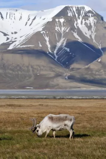 "Reinsdyrene på Svalbard nyter godt av mindre snødekke, mens reinsdyrene på Grønland får problemer når plantene endrer sitt voksemønster. (Foto: iStockphoto)"