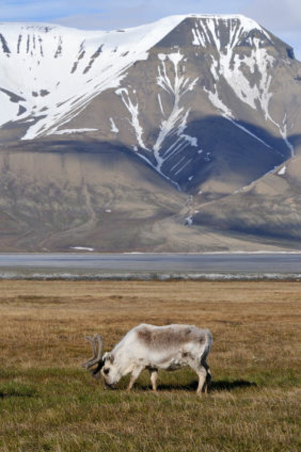Reinsdyr på Svalbard. (Foto: iStockphoto)