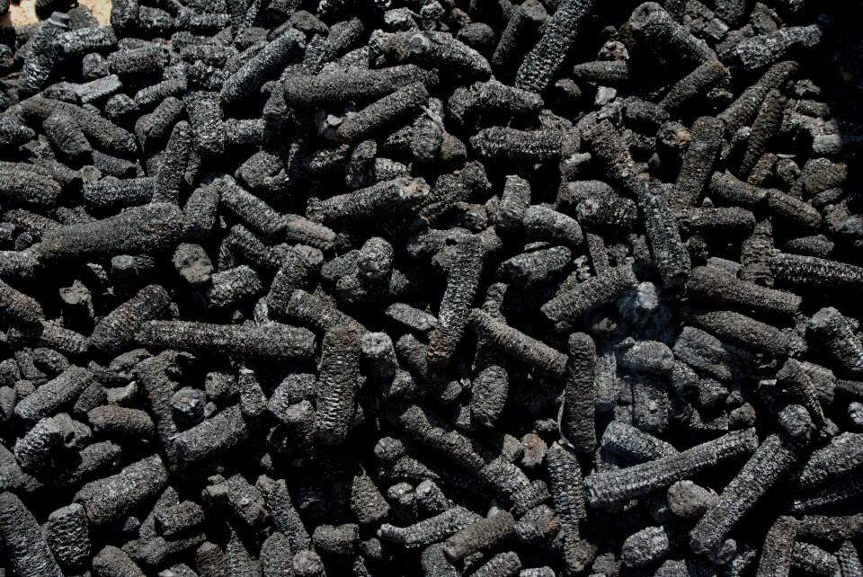 Forbrenning av organisk materiale uten tilførsel av oksygen fører til at det dannes kull. Dette ser ut som forkullede maiskolber, men består av nesten helt rent karbon. (Foto: NGI)