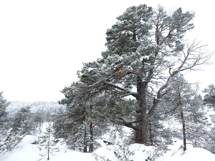 Furu dominerte de norske barskogene i flere tusen år etter istiden. Furu dominerte de norske barskogene i flere tusen år etter istiden.