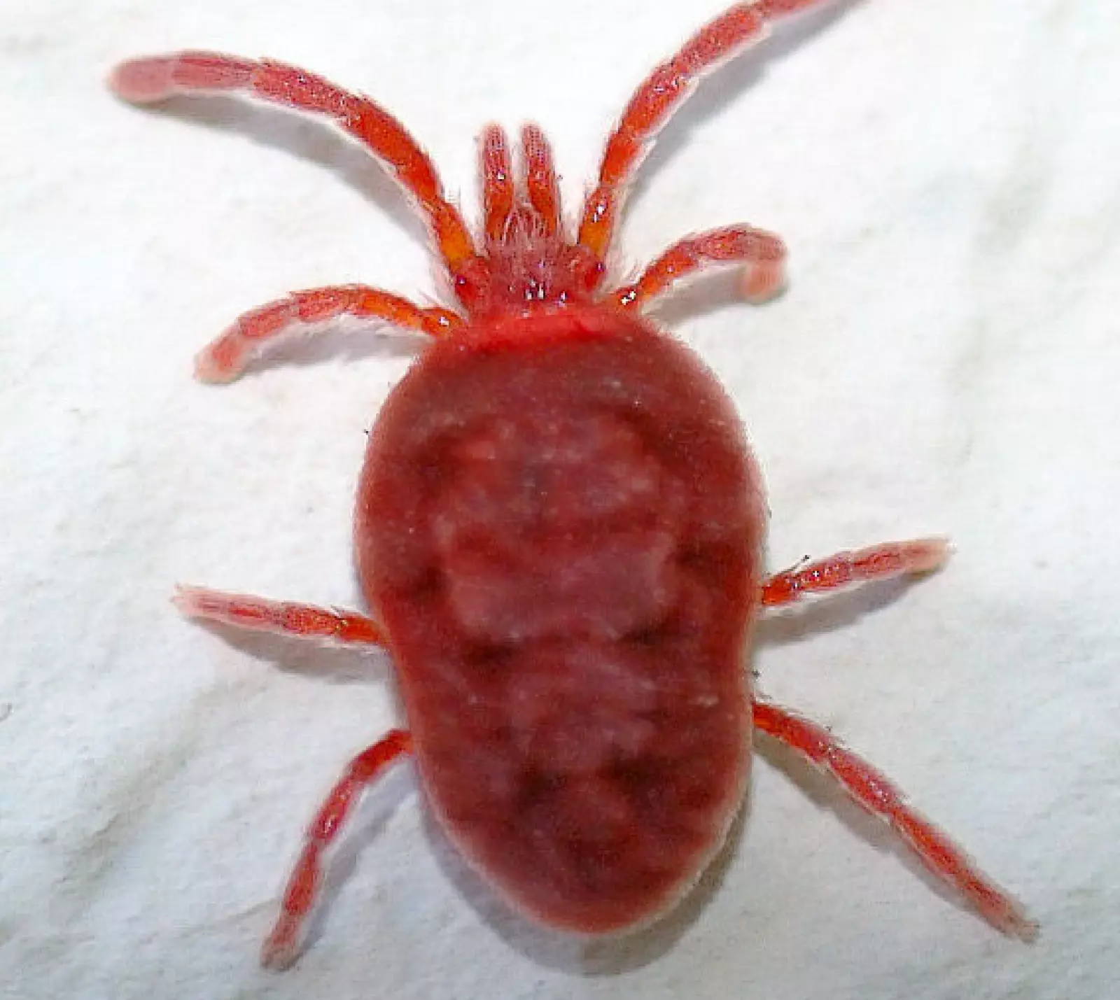 Midd er bittesmå edderkoppdyr med åtte bein. Noen er planteetere, mens andre er rovmidd, som denne lille røde.