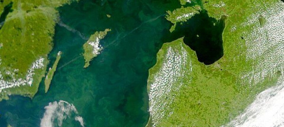 Algeoppblomstring i Østersjøen i juli 2001. NASA