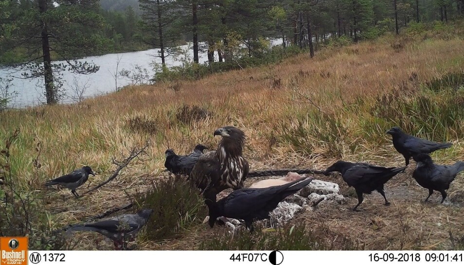 Havørnen Ørnar fotografert på kadaver sammen med kråker og ravn.