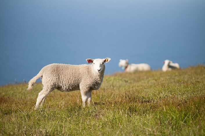 Grønt, hvitt og blått - beitene i Lofoten med utsikt ut over storhavet. (Foto: Lars Sandved Dalen / Skog og landskap) Grønt, hvitt og blått - beitene i Lofoten med utsikt ut over storhavet. (Foto: Lars Sandved Dalen / Skog og landskap)
