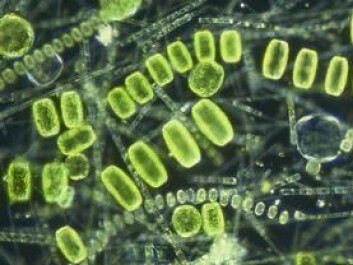 Halvparten av plantelivet på Jorden er i havet, i form av planteplankton som dette. (Foto: Havforskningsinstituttet) Halvparten av plantelivet på Jorden er i havet, i form av planteplankton som dette. (Foto: Havforskningsinstituttet)