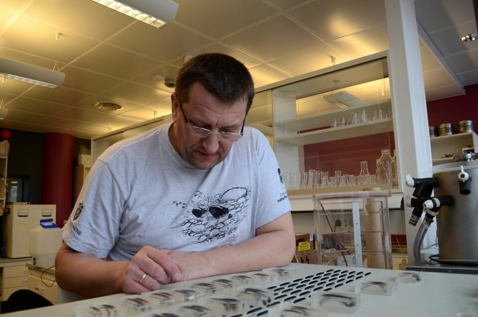 Rundt seg på benkene på laboratoriet på Framsenteret i Tromsø har Aspholm hundrevis av prøver av elvemuslinger. (Foto: Helge M. Markusson, Framsenteret)