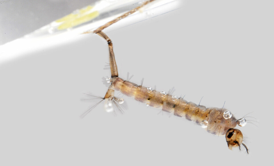 Mygglarvene sprer seg raskere til nye dammer enn det planktonet gjør. (Foto: Colourbox)