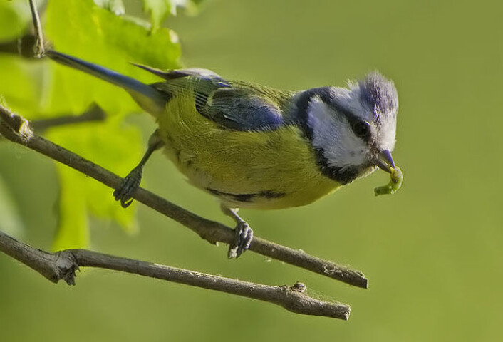 En ung blåmeis har fanget en larve. (Foto: Claus Fisser, tilgjengeliggjort av Wikimedia Commons) En ung blåmeis har fanget en larve. (Foto: Claus Fisser, tilgjengeliggjort av Wikimedia Commons)