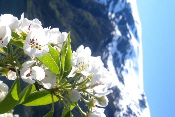 Pæreblomstring i Ullensvang, Hardanger. (Foto: Mekjell Meland) Pæreblomstring i Ullensvang, Hardanger. (Foto: Mekjell Meland)