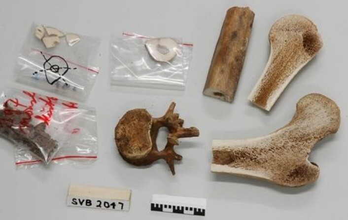 Skjelettdeler det er tatt prøver av. (Foto: Svalbard Museum) Skjelettdeler det er tatt prøver av. (Foto: Svalbard Museum)