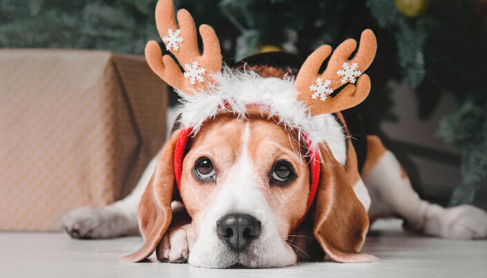 Bare det siste året har 1,7 millioner hundeeiere og en million katteeiere i Storbritannia fått advarsel fra veterinæren sin om å gi kjæledeggen mindre mat. Bare det siste året har 1,7 millioner hundeeiere og en million katteeiere i Storbritannia fått advarsel fra veterinæren sin om å gi kjæledeggen mindre mat.
