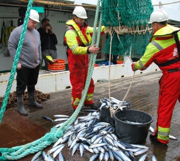 Det er tråling som er moro, selv om det ikke var mye sild å hente akkurat denne gangen. Kenneth Tusberg og Roy Helge Olsen tømmer fangsten, mens fiskeforsker Aril Slotte ser på i bakgrunnen. (Foto: Hanne Østli Jakobsen) Det er tråling som er moro, selv om det ikke var mye sild å hente akkurat denne gangen. Kenneth Tusberg og Roy Helge Olsen tømmer fangsten, mens fiskeforsker Aril Slotte ser på i bakgrunnen. (Foto: Hanne Østli Jakobsen)