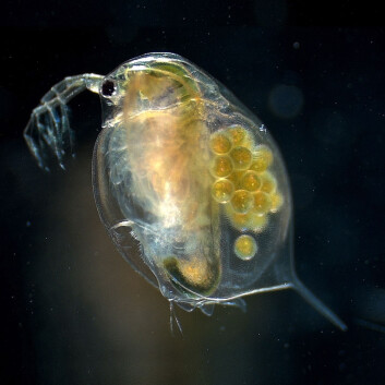 Krepsearten Daphnia magna er blant dem som sørget for mindre mygg i forsøkene. (Foto: PLoS Genetics) Krepsearten Daphnia magna er blant dem som sørget for mindre mygg i forsøkene. (Foto: PLoS Genetics)