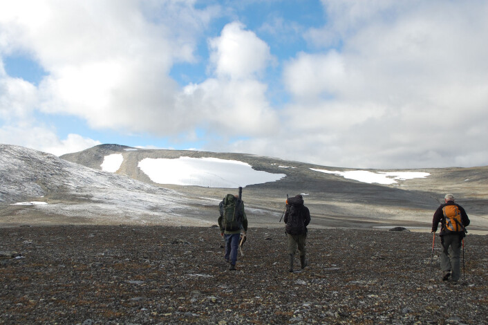 Oppdalsfjellene og Dovrefjell er de blant de områdene hvor det er gjort mange snøfonnfunn i Norge. (Foto: Martin Callanan) Oppdalsfjellene og Dovrefjell er de blant de områdene hvor det er gjort mange snøfonnfunn i Norge. (Foto: Martin Callanan)