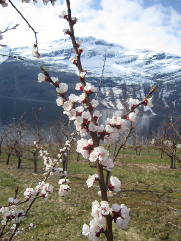 Aprikostrærne blomstret allerede 2. april ved Bioforsk Ullensvang. (Foto: Mekjell Meland) Aprikostrærne blomstret allerede 2. april ved Bioforsk Ullensvang. (Foto: Mekjell Meland)