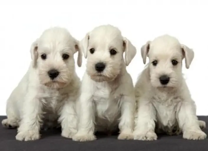 Hvilken er søtest? Selv om det virker umulig å velge, velger de fleste hundevalpen i midten. (Foto: Colourbox) Hvilken er søtest? Selv om det virker umulig å velge, velger de fleste hundevalpen i midten. (Foto: Colourbox)
