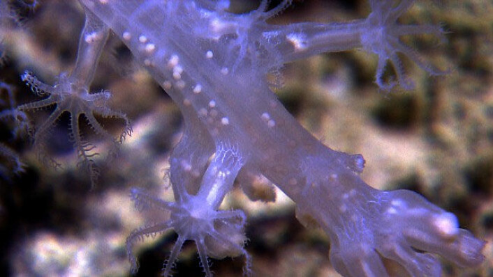 Korall gravid med babykorallar. Dette er blant dyra du kan oppleve som lenestolsforskar med Okeanos Explorer. (Foto: NOAA Okeanos Explorer Program) Korall gravid med babykorallar. Dette er blant dyra du kan oppleve som lenestolsforskar med Okeanos Explorer. (Foto: NOAA Okeanos Explorer Program)