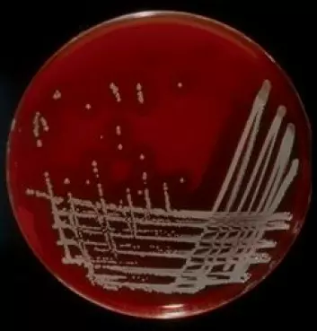 Kolonier av Staphylococcus aureus på blodskål. (Foto: Inger Cathrinius)