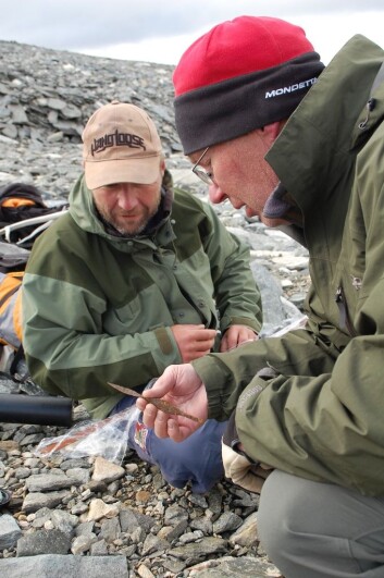 1500 gammel pilspiss og skaft funnet på et nylig avsmeltet parti av Storbreen av gjesteforsker Greg Hare fra Canada (til høyre). Her på befaring sammen med tillitsman Tord Bretten. (Foto: Martin Callanan/SPARC-prosjektet) 1500 gammel pilspiss og skaft funnet på et nylig avsmeltet parti av Storbreen av gjesteforsker Greg Hare fra Canada (til høyre). Her på befaring sammen med tillitsman Tord Bretten. (Foto: Martin Callanan/SPARC-prosjektet)