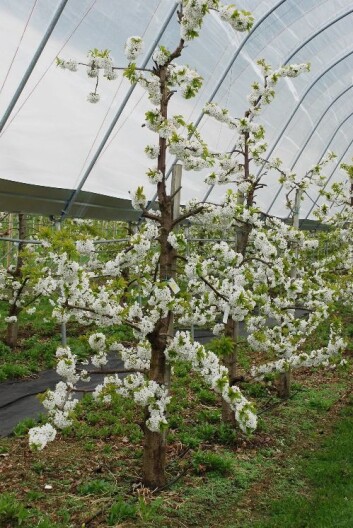Søtkirsebærdyrking i tunnel beskytter trærne mot regn og gir stor avling. Søtkirsebær (Prunus avium) kalles moreller på folkemunne. (Foto: Roald Sørheim) Søtkirsebærdyrking i tunnel beskytter trærne mot regn og gir stor avling. Søtkirsebær (Prunus avium) kalles moreller på folkemunne. (Foto: Roald Sørheim)