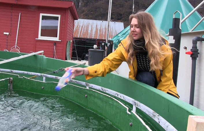 Brusflasker fylt med vann fungerer foreløpig som stand-in for levende fisk mens forsøksoppsettet i strømningskaret prøves ut. Når forsøkene kommer i gang, skal levende torsk svømme mot strømmen og havne i trålen. (Foto: Arnfinn Christensen, forskning.no) Brusflasker fylt med vann fungerer foreløpig som stand-in for levende fisk mens forsøksoppsettet i strømningskaret prøves ut. Når forsøkene kommer i gang, skal levende torsk svømme mot strømmen og havne i trålen. (Foto: Arnfinn Christensen, forskning.no)